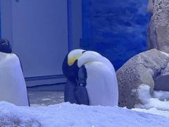 -上海海洋水族馆