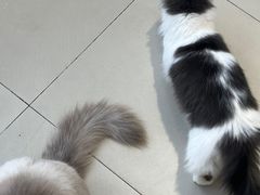 -怪兽屋·羊驼·猫咖·狗咖(俊华广场店)