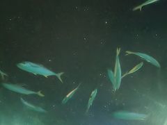 -海棠湾洲际-涛·海底餐厅·美人鱼·自助餐·海底隧道