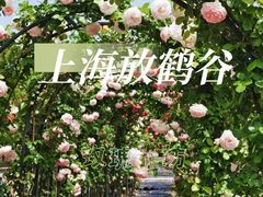 -上海山野camping·户外天幕烧烤·团建拓展营地