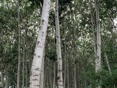 -仁和公园(顺义区)