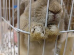 -猫猫幼稚园·撸猫·桌游·电玩