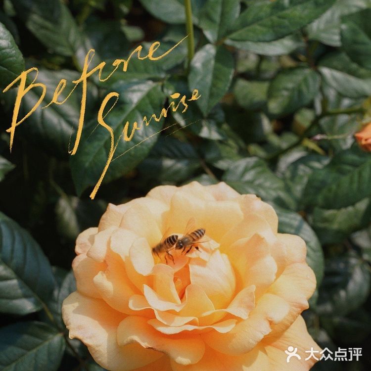 深圳花海公园⛲️|如油画般的月季花悄悄开了🌹