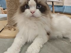 -滚猫咖啡·猫咖·猫友好撸猫(未来城店)