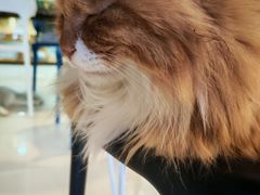-平行世界·猫咖(首经贸店)