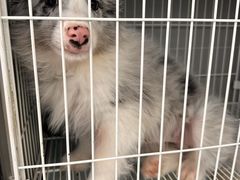 -翊宠yipet猫狗购宠庄园犬舍•猫舍