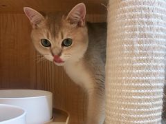 -山宅一喵德文卷毛猫舍