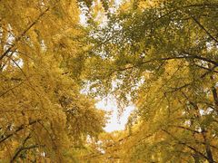 -三里屯东五街银杏大道