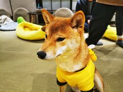 -逗柴咖啡屋·狗咖猫咖宠物桌游
