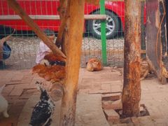 -大鹅岛绿色生态美食园