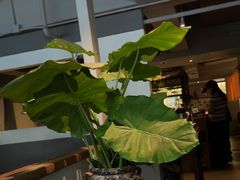 -本处·素食·融合料理(南油店)