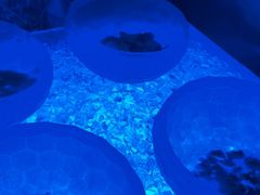 -长沙三景韦尔斯利酒店·Oval全日制餐厅自助餐