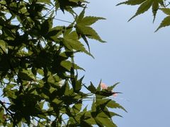-桃花岛景观公园