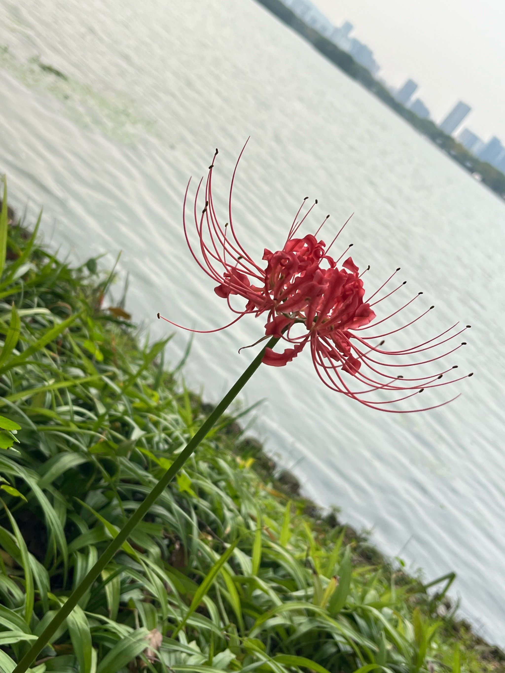 蠡湖湖边的彼岸花和日落