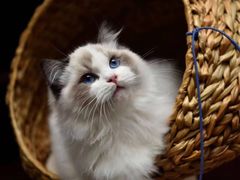 -Bastet sally猫舍购宠(静安店)
