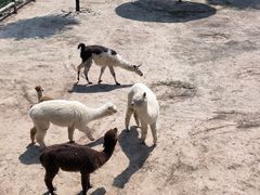 -青藏高原野生动物园