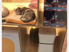 -屋虎猫馆(宝安大仟里店)
