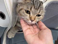 -四月宠物医院·猫专科·心脏专科·内科(转塘店)