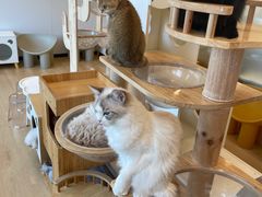 -有喵·猫咖·狗咖·30几只猫10只小狗(岗厦店)