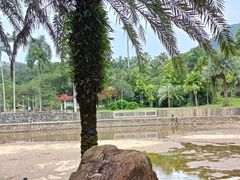 -深圳仙湖植物园