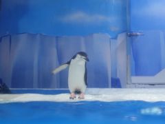 -海合安成都极地海洋公园