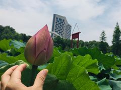 -陈家山荷花公园