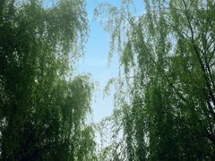 -秀丽东方