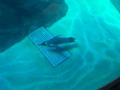 -新加坡飞禽公园