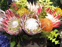 -双季花艺园艺市场(浦东店)