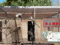 -合肥野生动物园