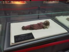 -巴音郭楞蒙古自治州博物馆