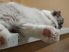 -滚猫咖啡·猫咖·猫友好撸猫(未来城店)