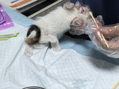-半岛宠物医院24小时(科华中路店)