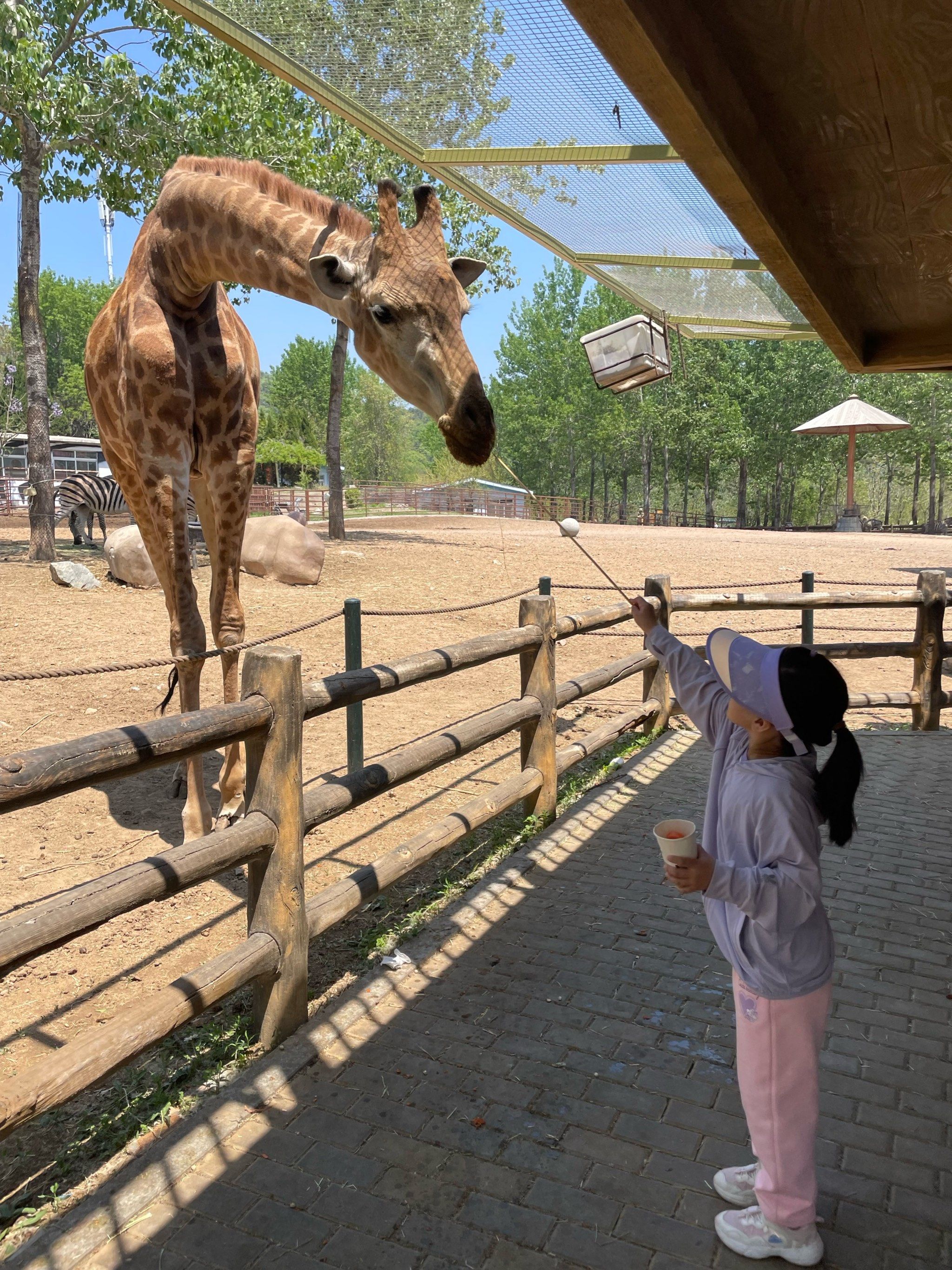 大连森林动物园游览指南