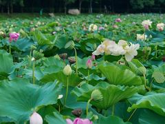-荷塘月色湿地公园·向阳花洲