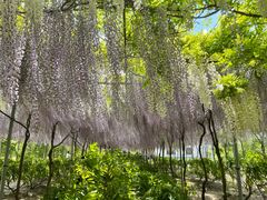 -广富林郊野公园