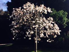 -墨尔本皇家植物园