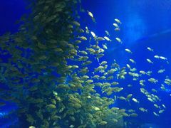 -成都浩海立方海洋公园