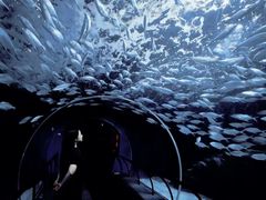 -上海海洋水族馆
