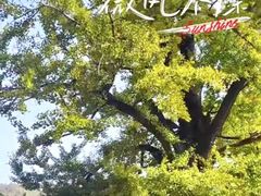 -千年银杏谷文化旅游区