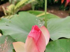 -广州莲花山旅游区