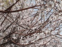 -桃花堤公园