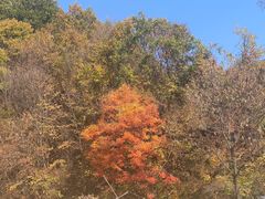 -庆岭迎宾园正宗活鱼馆