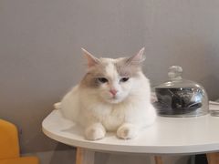 -喵喵咪呀布偶猫咖(春熙路店)