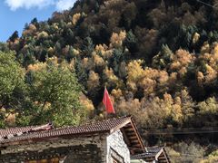 -金鼎雪山牦牛杂火锅(理县总店)