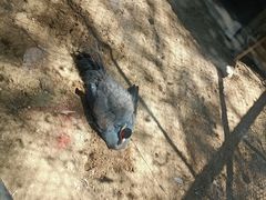 -石家庄市动物园