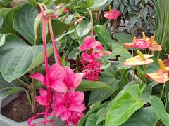 -国家植物园南园