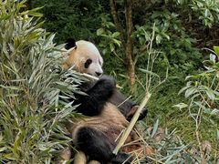 -黔灵山公园