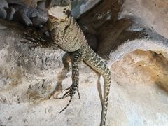 -上海大自然野生昆虫馆