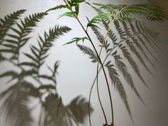 -鼎记瘦肉丸(寺后路店)